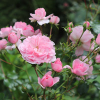 Rosa BONICA
