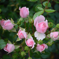 Rosa BONICA