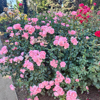 Rosa BONICA