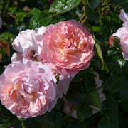Rosa STRAWBERRY HILL