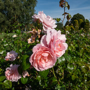 Rosa STRAWBERRY HILL