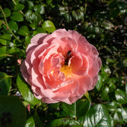 Rosa STRAWBERRY HILL