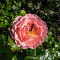 Rosa STRAWBERRY HILL