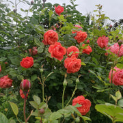 Rosa SUMMER SONG