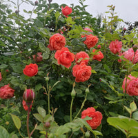 Rosa SUMMER SONG