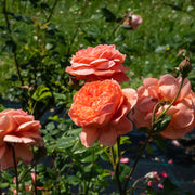 Rosa SUMMER SONG