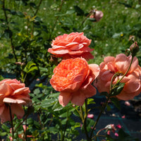 Rosa SUMMER SONG