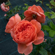 Rosa SUMMER SONG
