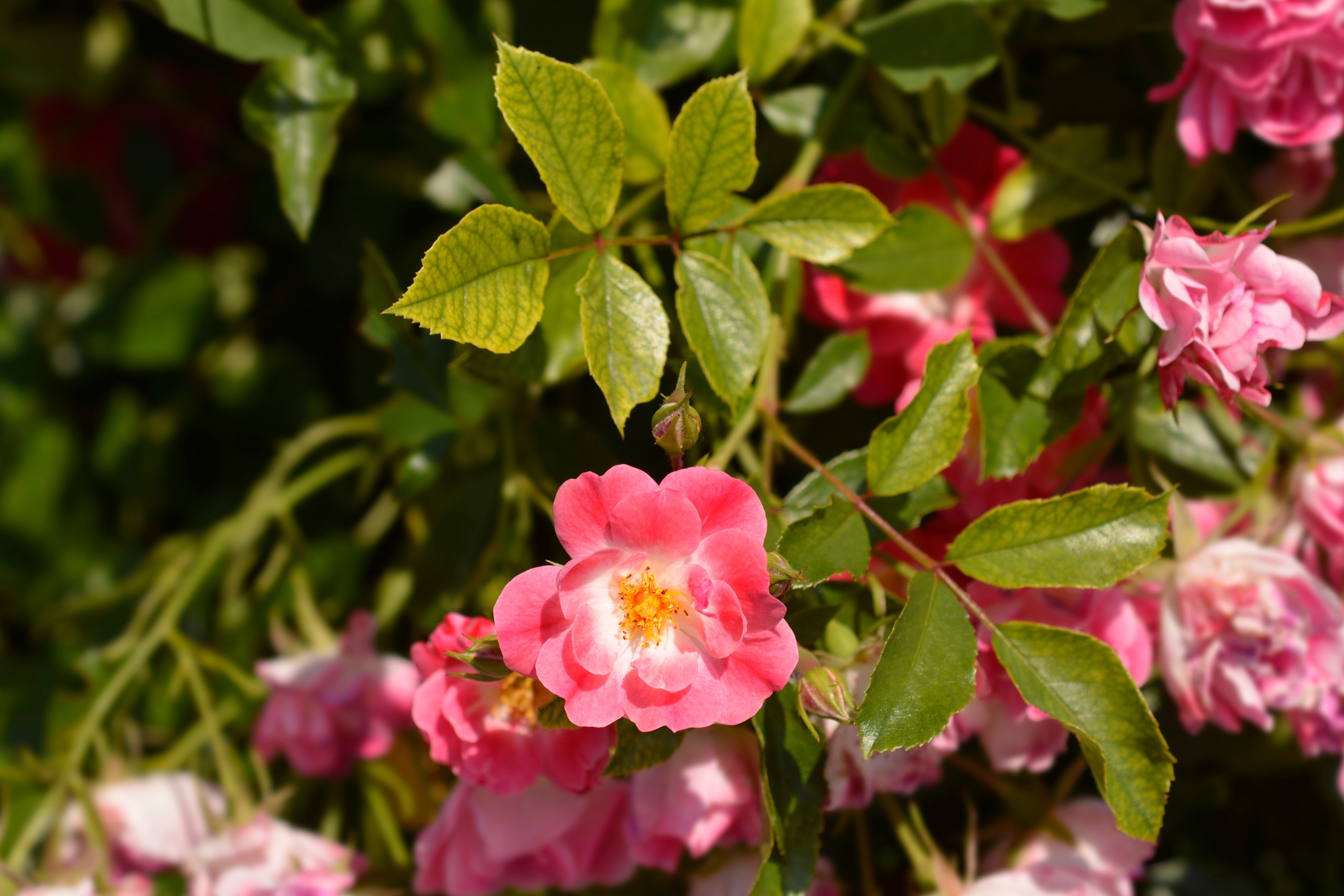 Rosa EASY COVER®