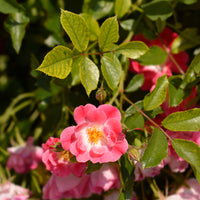 Rosa EASY COVER®