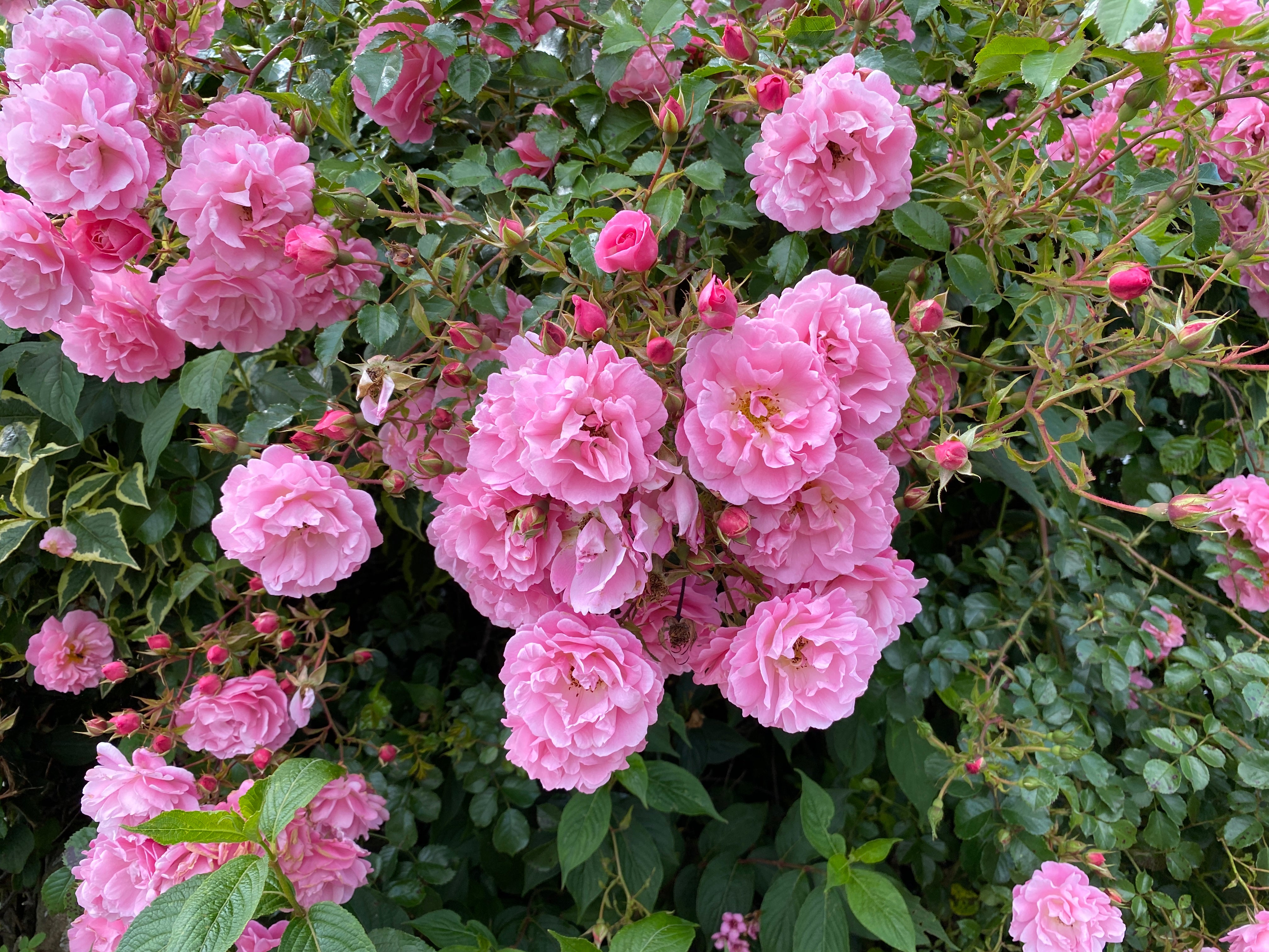 Rosa EASY COVER®