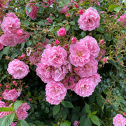 Rosa EASY COVER®