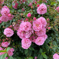 Rosa EASY COVER®