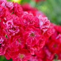 Rosa FAIRY DANCE