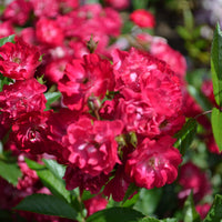 Rosa FAIRY DANCE