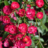 Rosa FAIRY DANCE