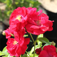 Rosa FAIRY DANCE
