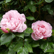 Rosa THE GENEROUS GARDENER
