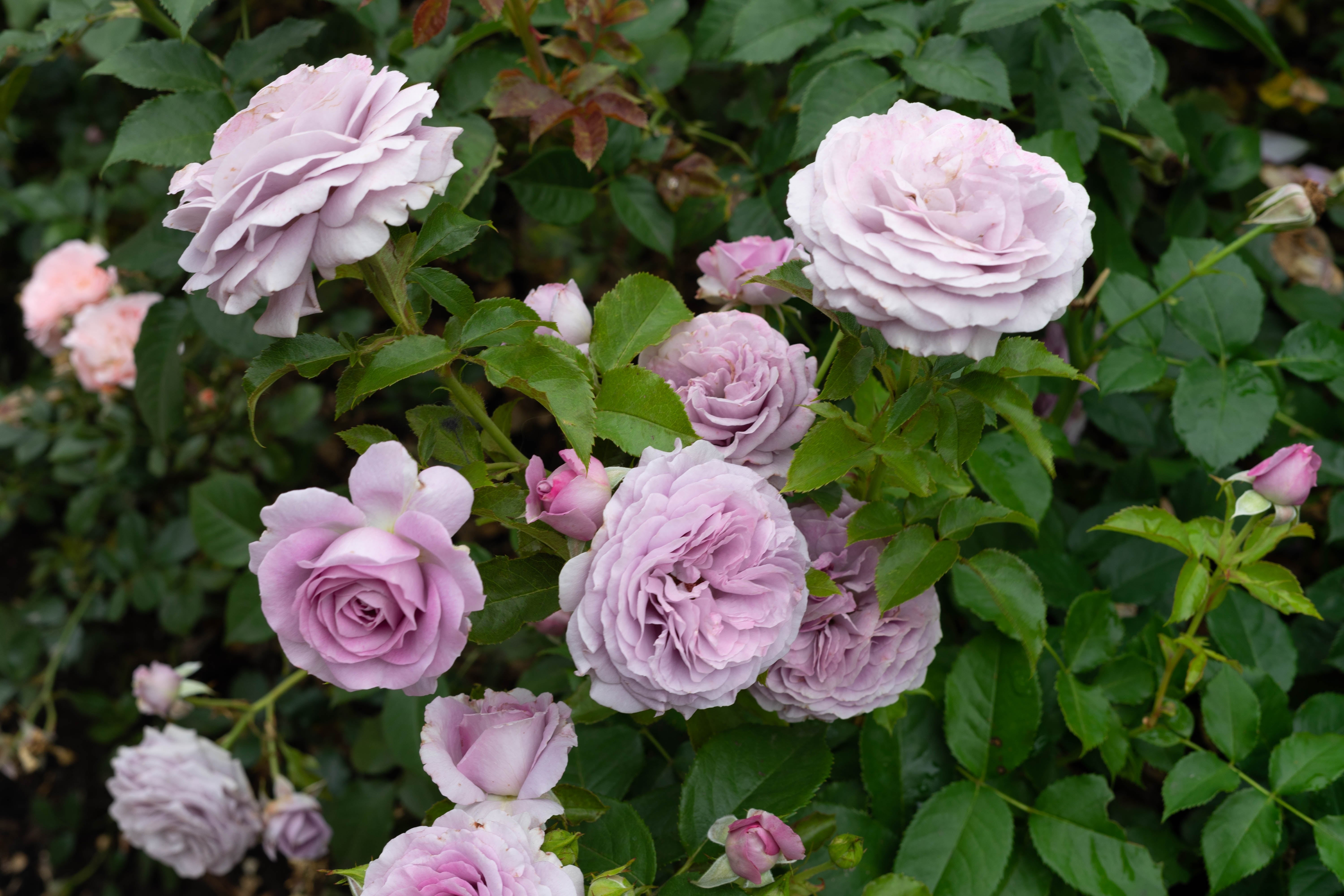 Rosa BERING RENAISSANCE®