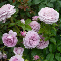 Rosa BERING RENAISSANCE®