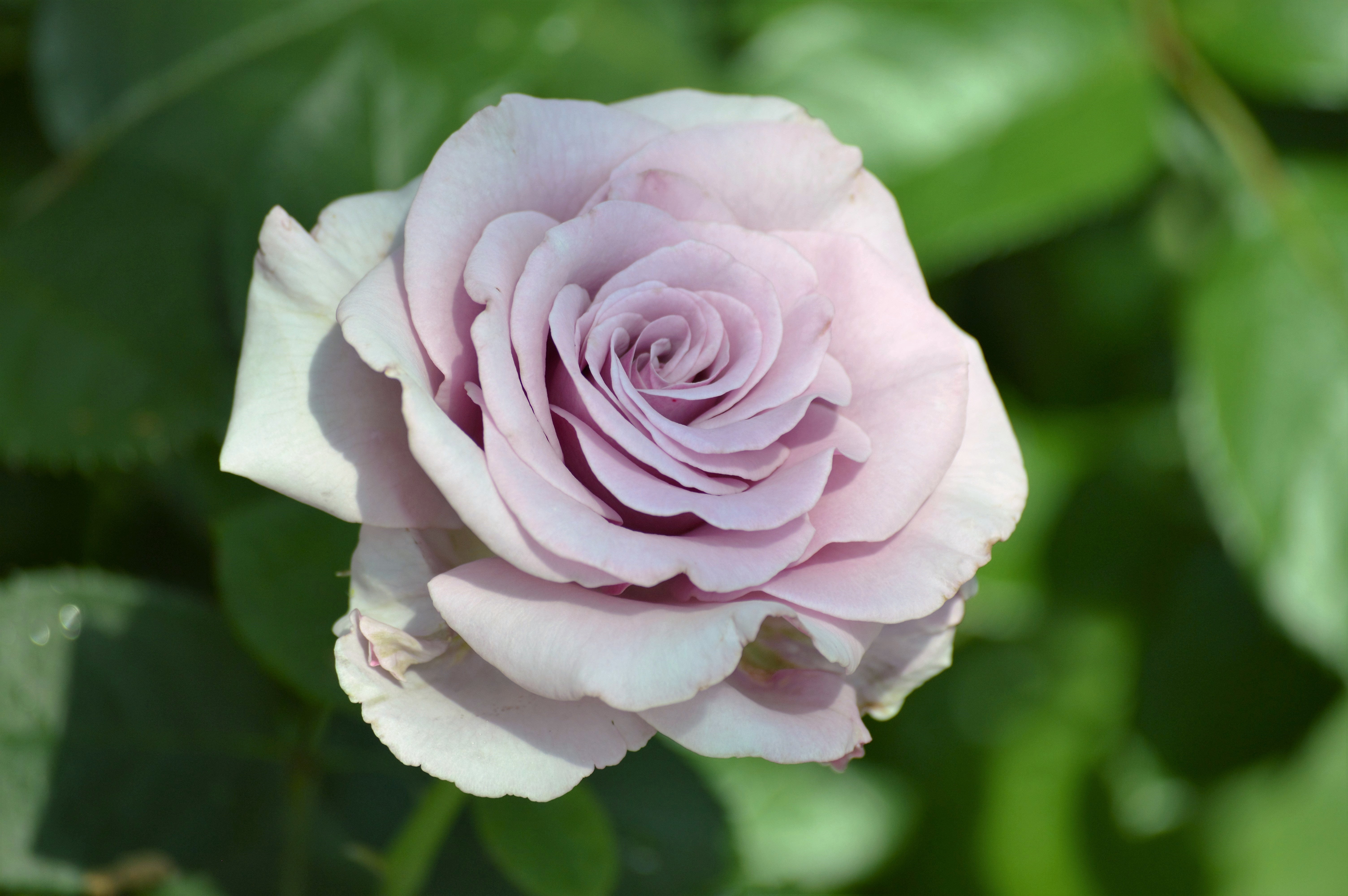 Rosa BERING RENAISSANCE®