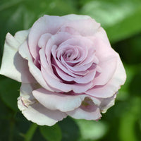 Rosa BERING RENAISSANCE®