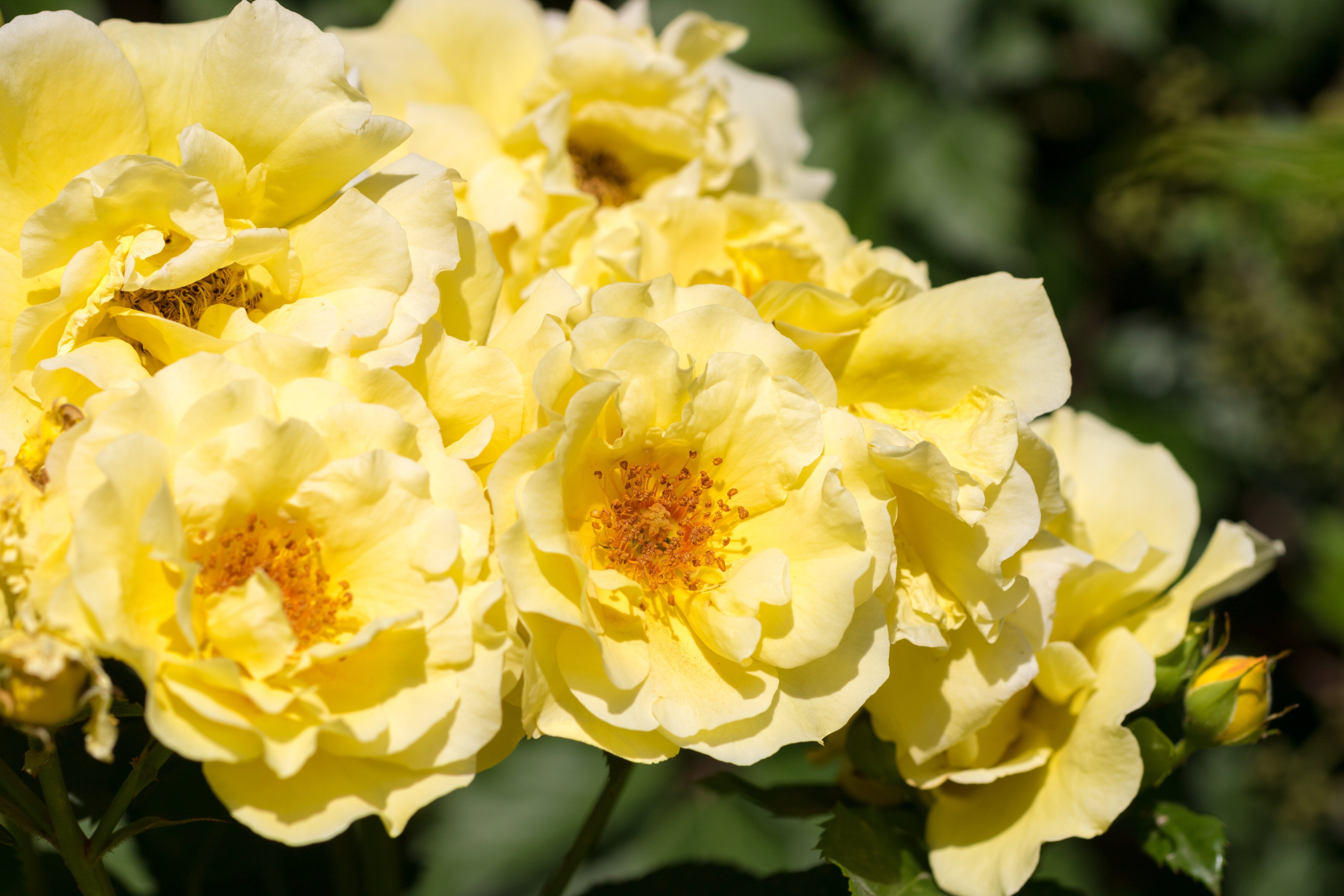 Rosa GOLDEN COVER®