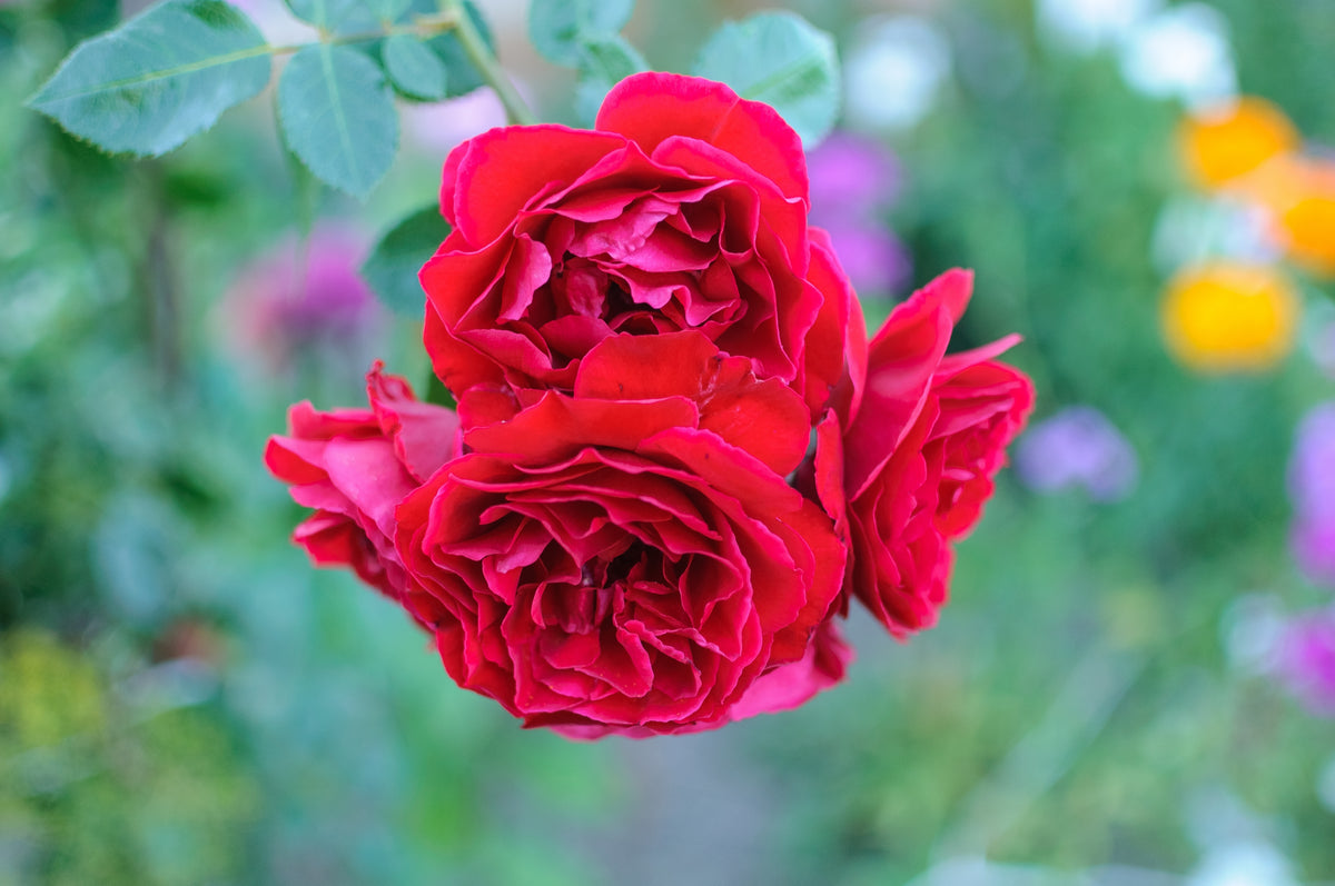 Rosa CAPRICIA RENAISSANCE®