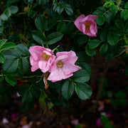 Rosa 'Fru Dagmar Hastrup'