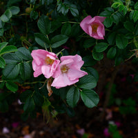 Rosa 'Fru Dagmar Hastrup'