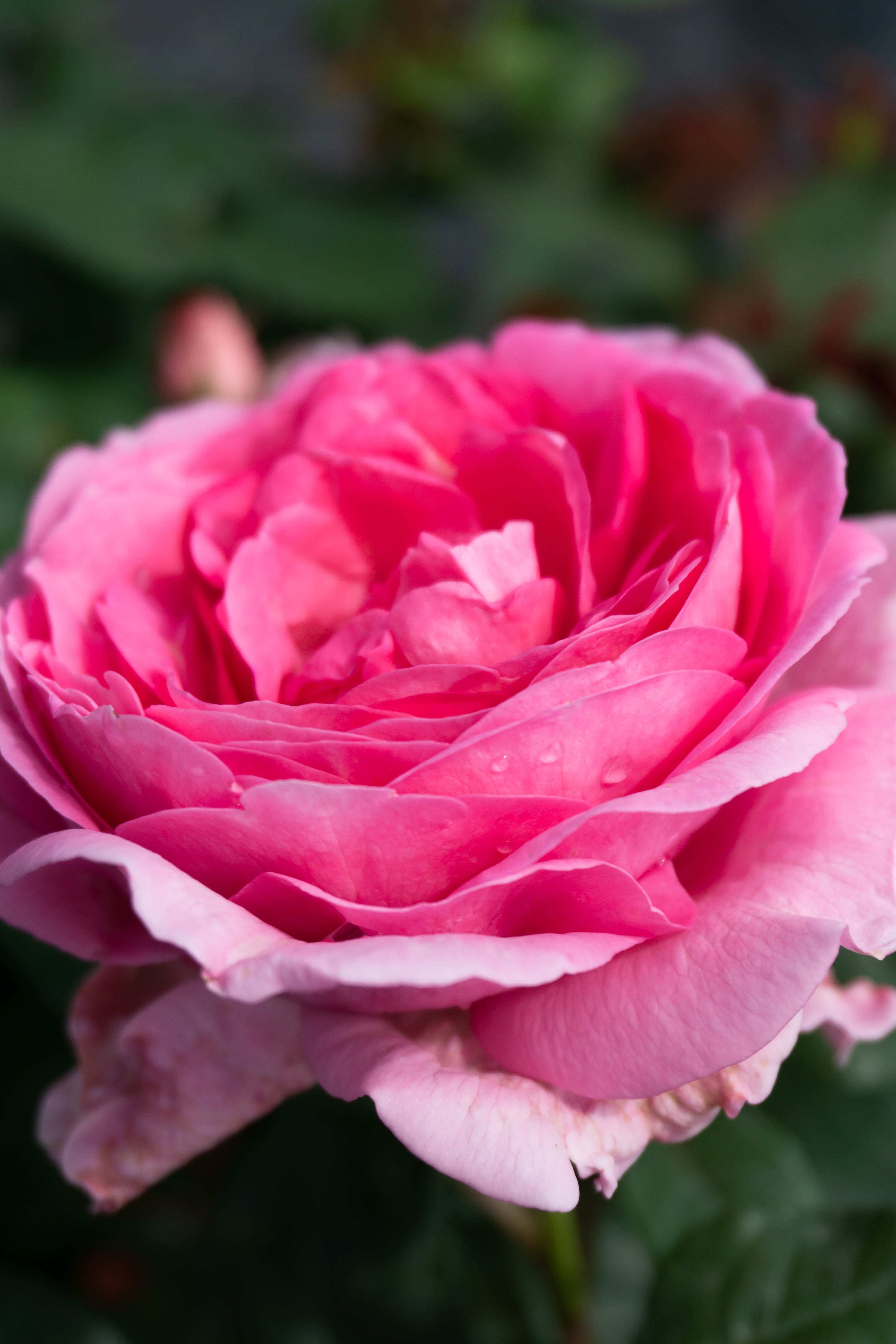 Rosa GHITA RENAISSANCE®