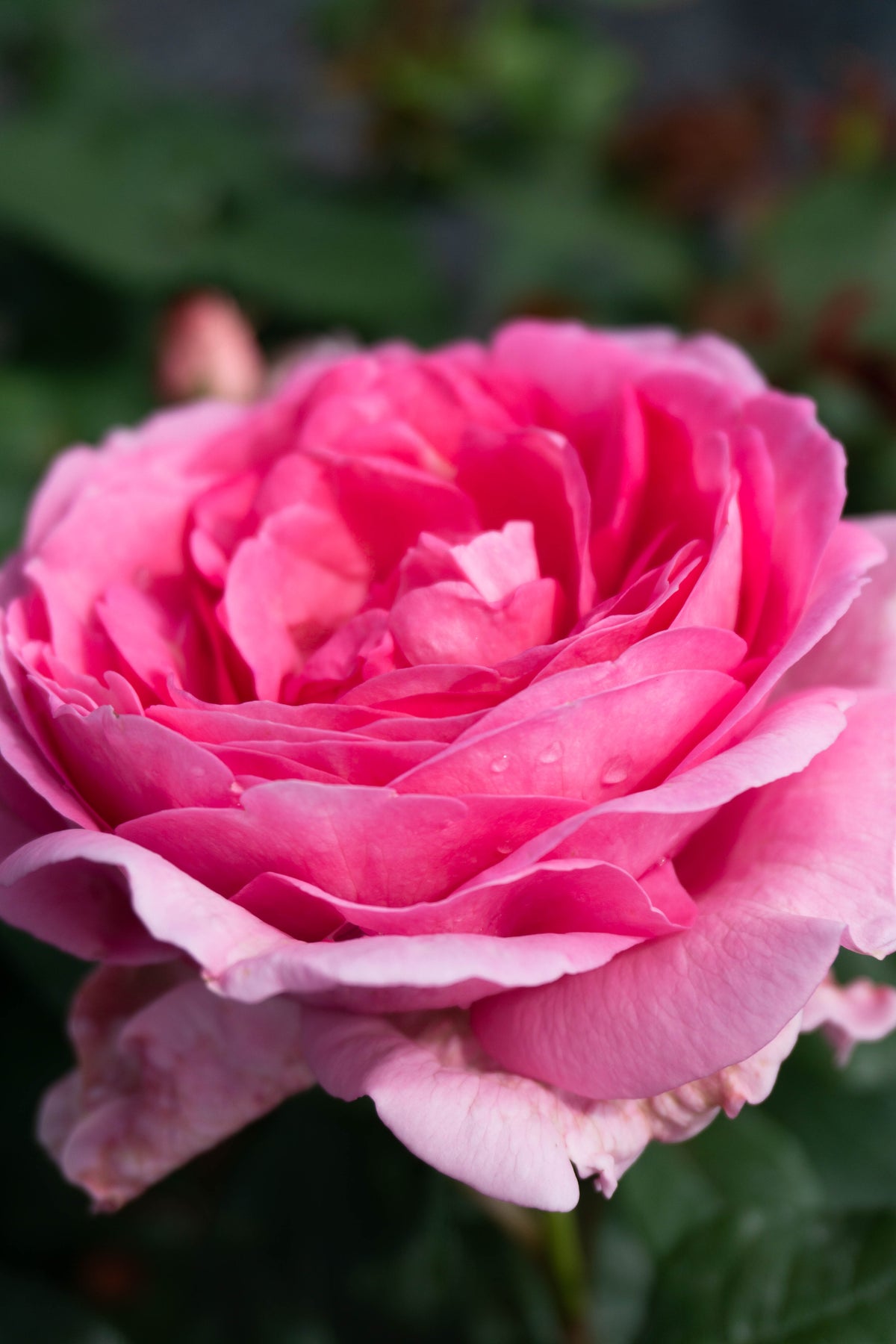Rosa GHITA RENAISSANCE®