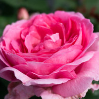 Rosa GHITA RENAISSANCE®