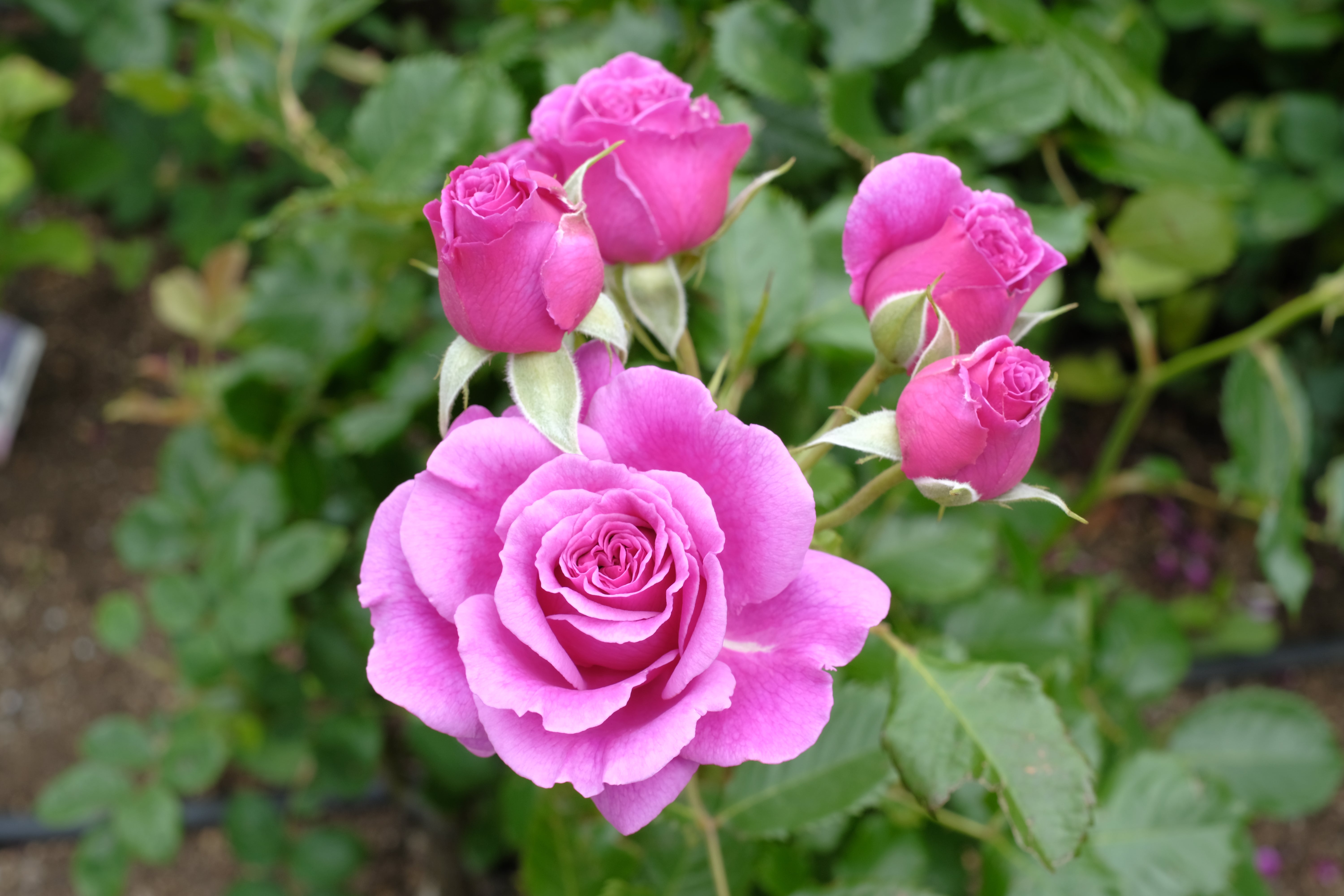 Rosa GHITA RENAISSANCE®