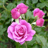Rosa GHITA RENAISSANCE®