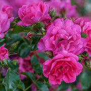 Rosa HEIDETRAUM®