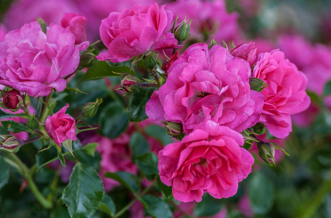 Rosa HEIDETRAUM®
