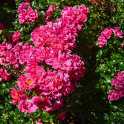 Rosa HEIDETRAUM®