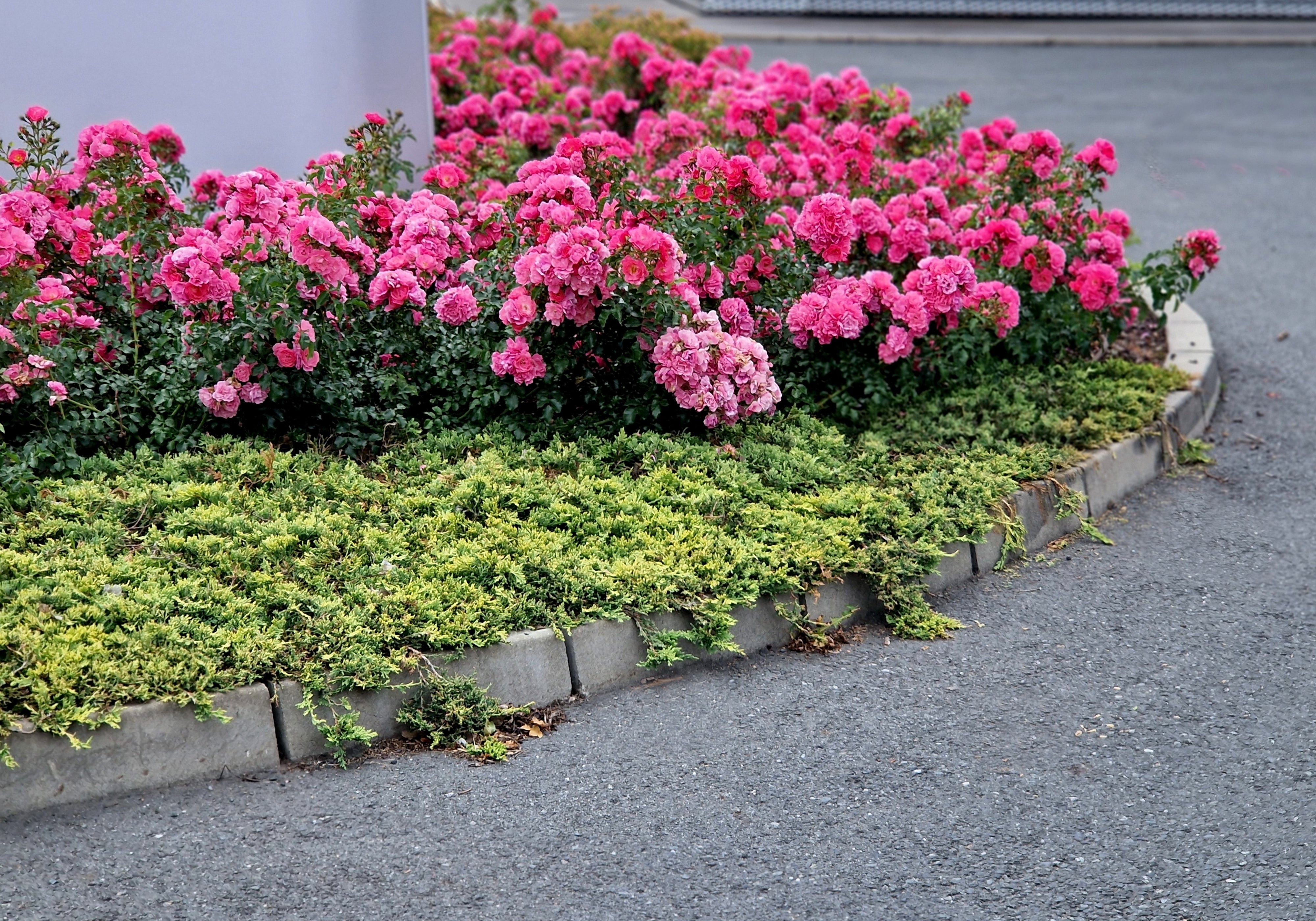 Rosa HEIDETRAUM®