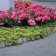 Rosa HEIDETRAUM®