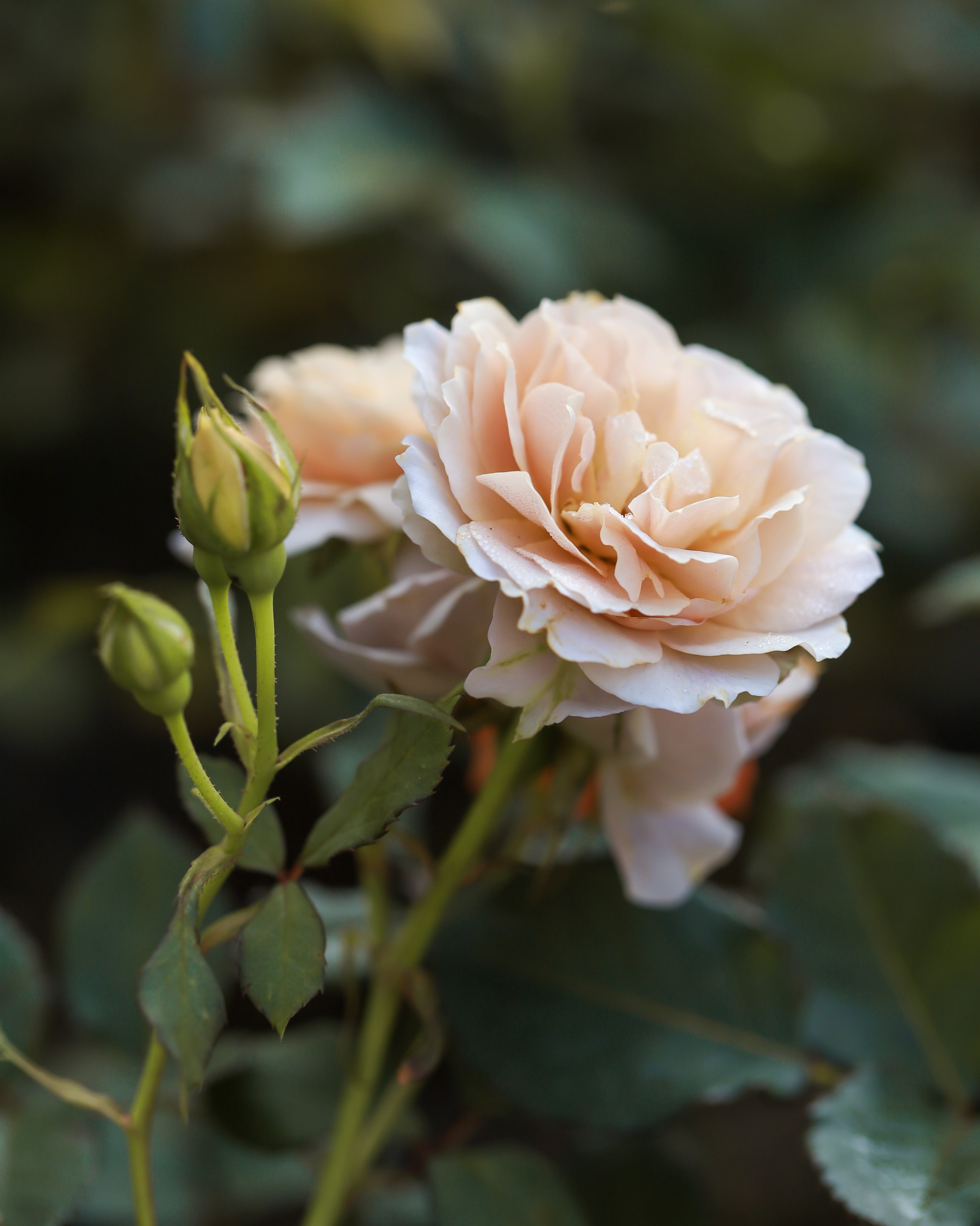 Rosa JULIA RENAISSANCE®