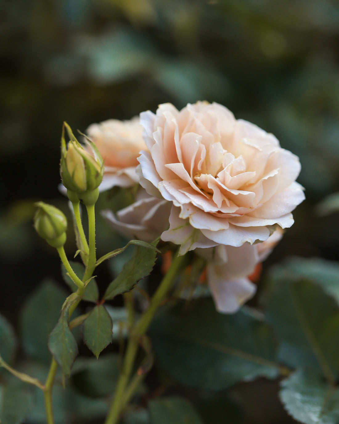 Rosa JULIA RENAISSANCE®