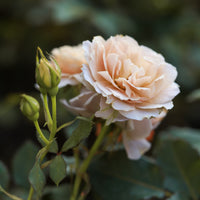 Rosa JULIA RENAISSANCE®
