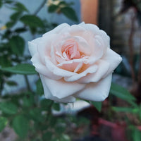 Rosa JULIA RENAISSANCE®