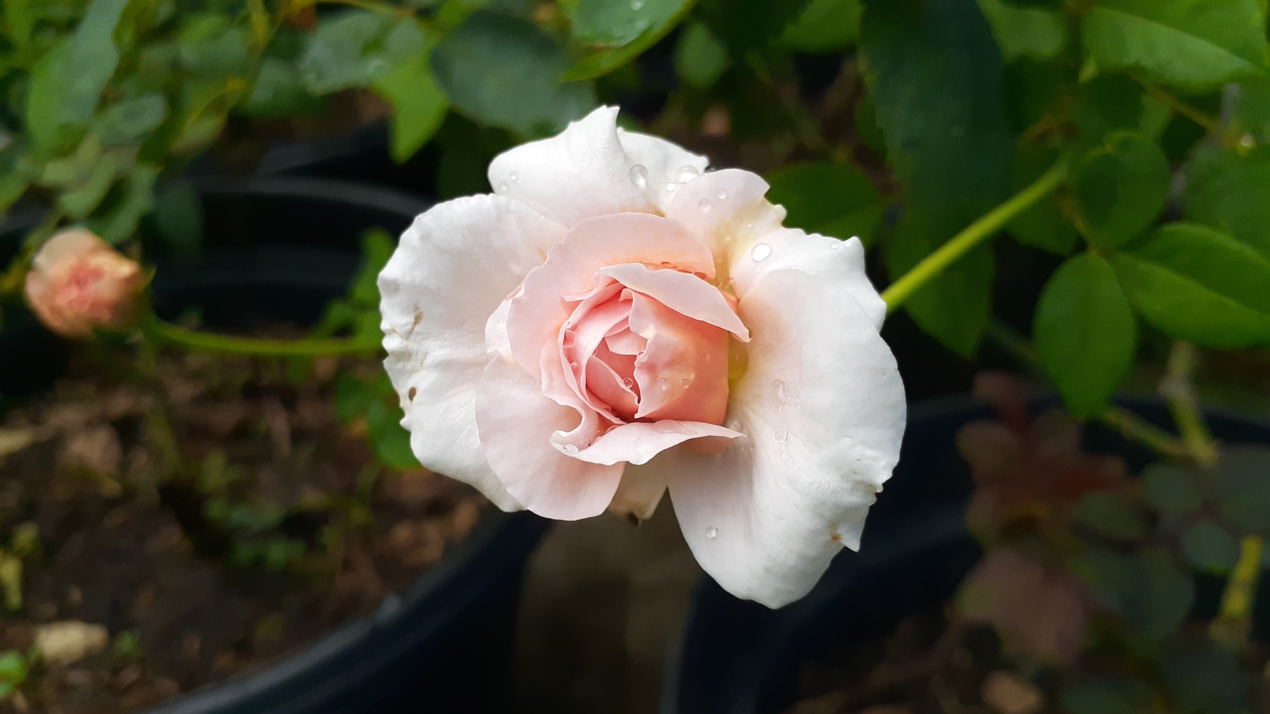 Rosa JULIA RENAISSANCE®