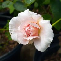Rosa JULIA RENAISSANCE®