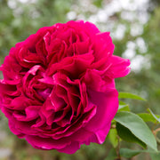 Rosa 'Katherine Renaissance'