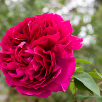 Rosa 'Katherine Renaissance'