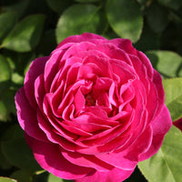 Rosa 'Katherine Renaissance'