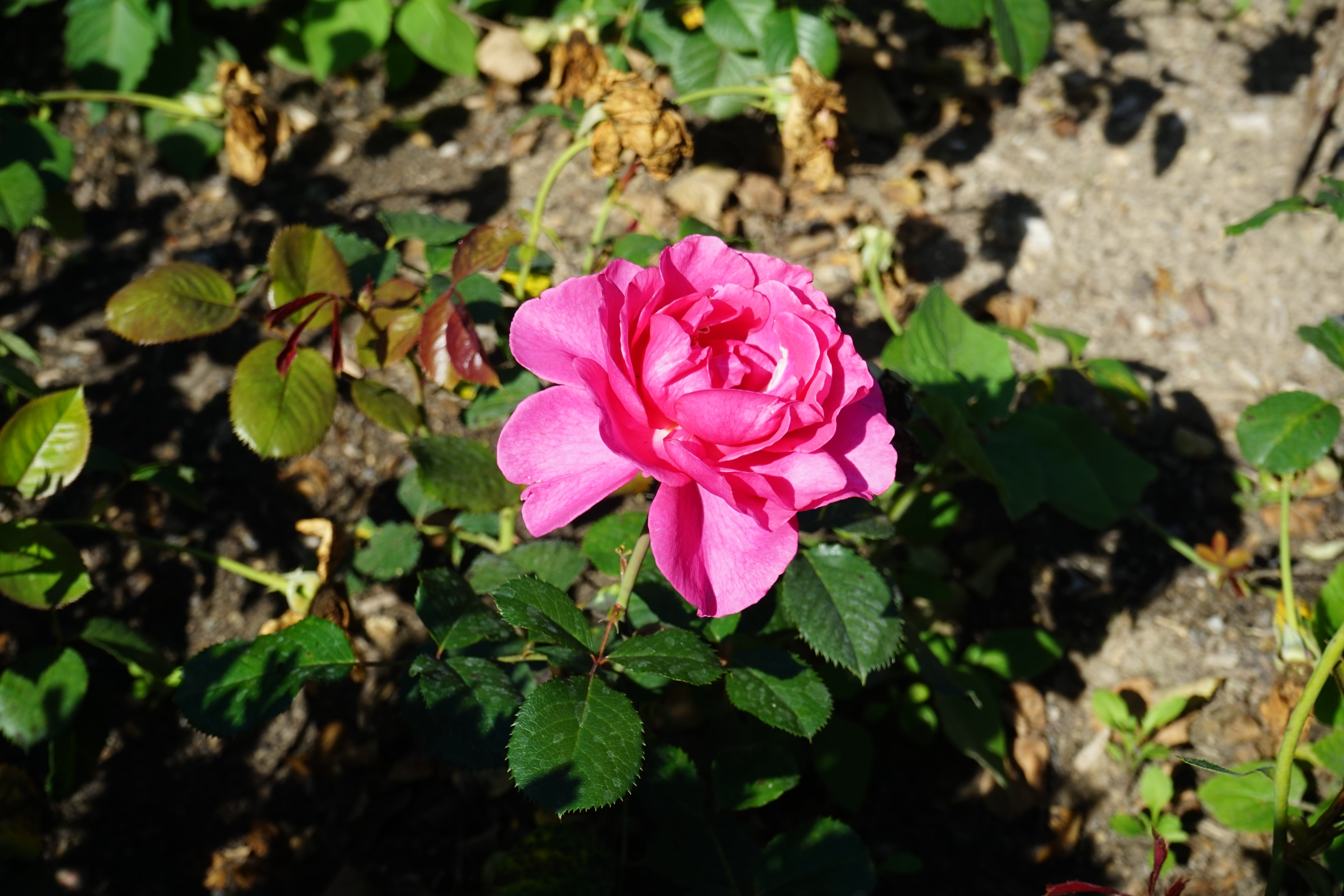 Rosa PRINCESS ALEXANDRA RENAISSANCE®